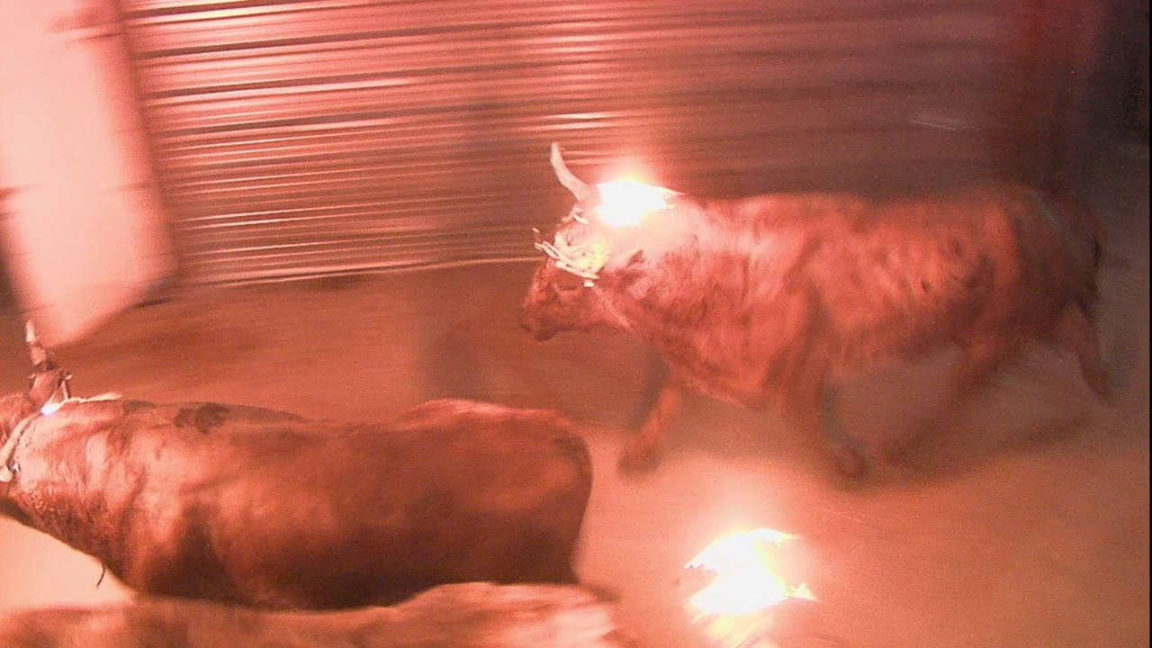 ENCIERRO 6 TOROS EMBOLADOS 9 SEP 2019